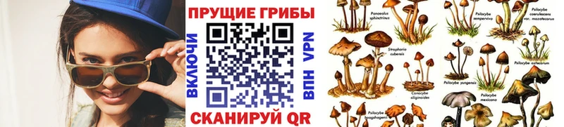 Галлюциногенные грибы Psilocybe  Бежецк 